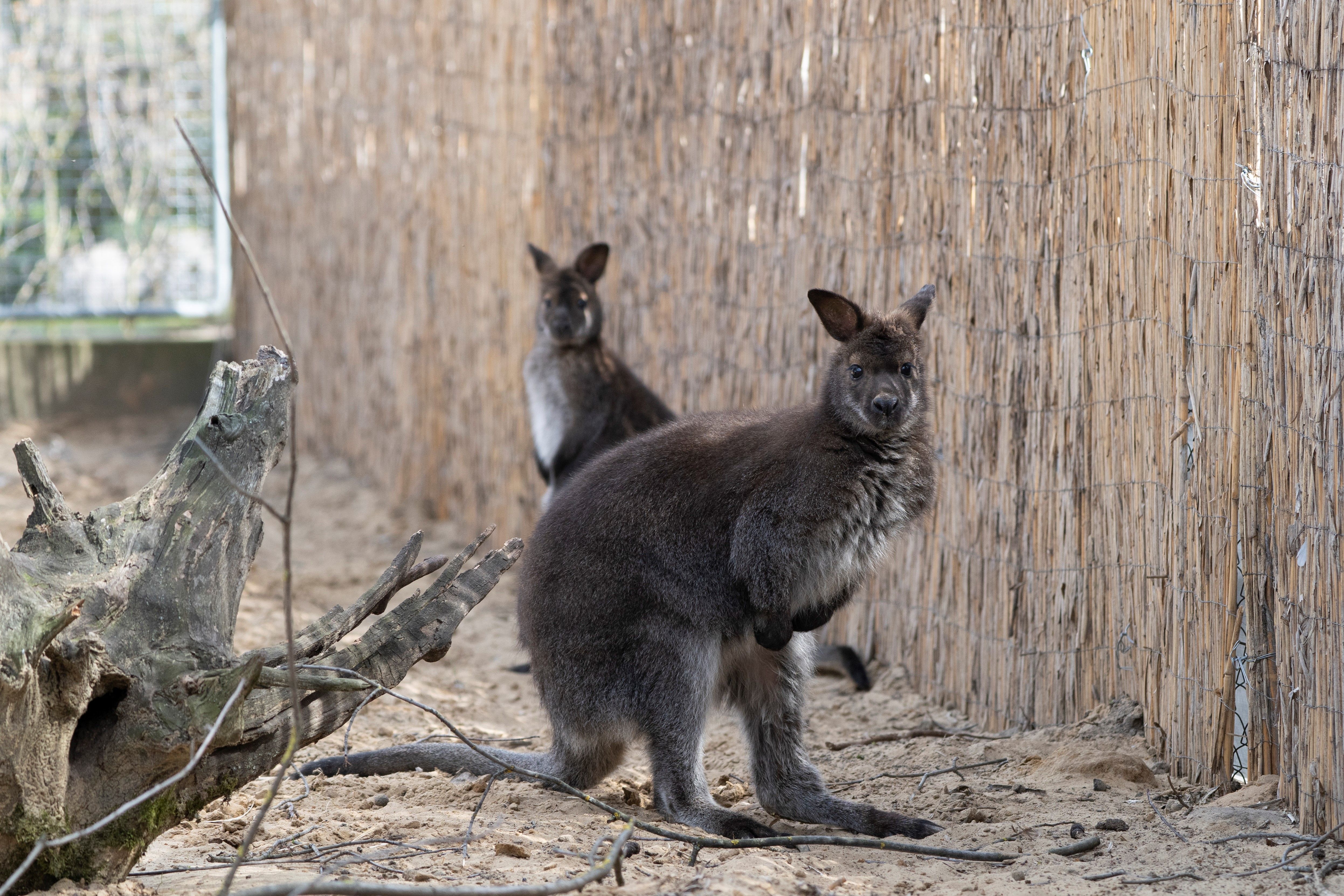 Bennett-kenguruk érkeztek a Debreceni Állatkertbe!
