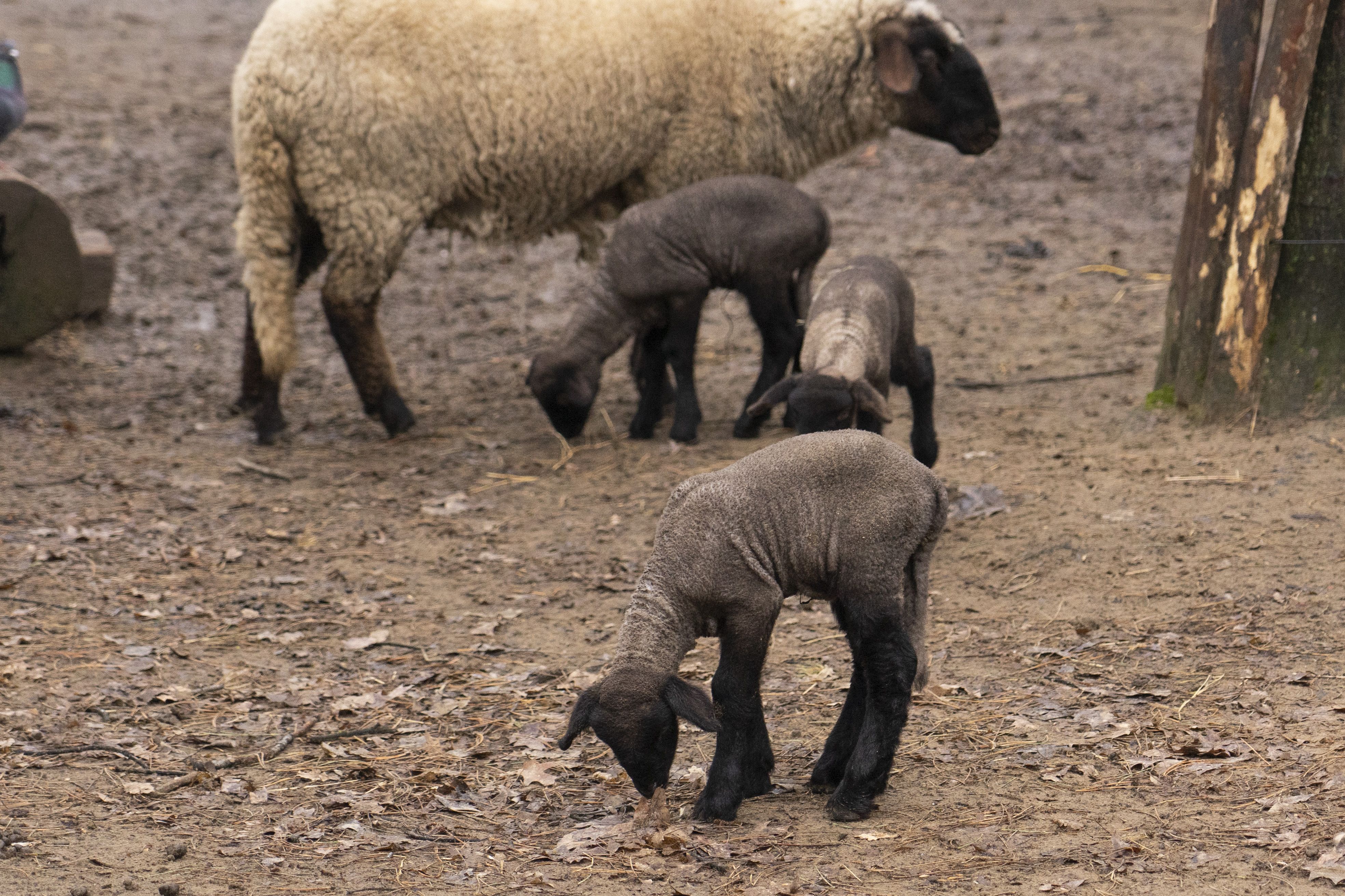 Idén is menetrend szerint születtek a cigája bárányok a Debreceni Állatkertben!