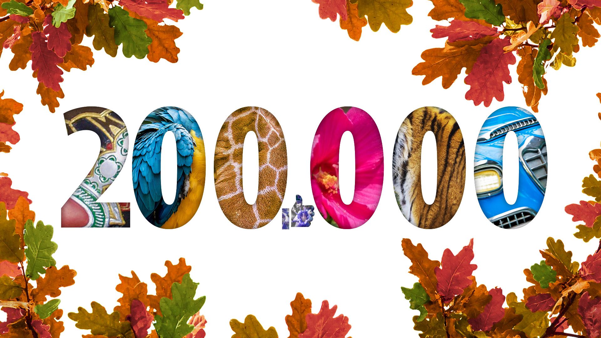 Immár 200.000-en követik a Facebookon a Debreceni Állatkertet és Vidámparkot!