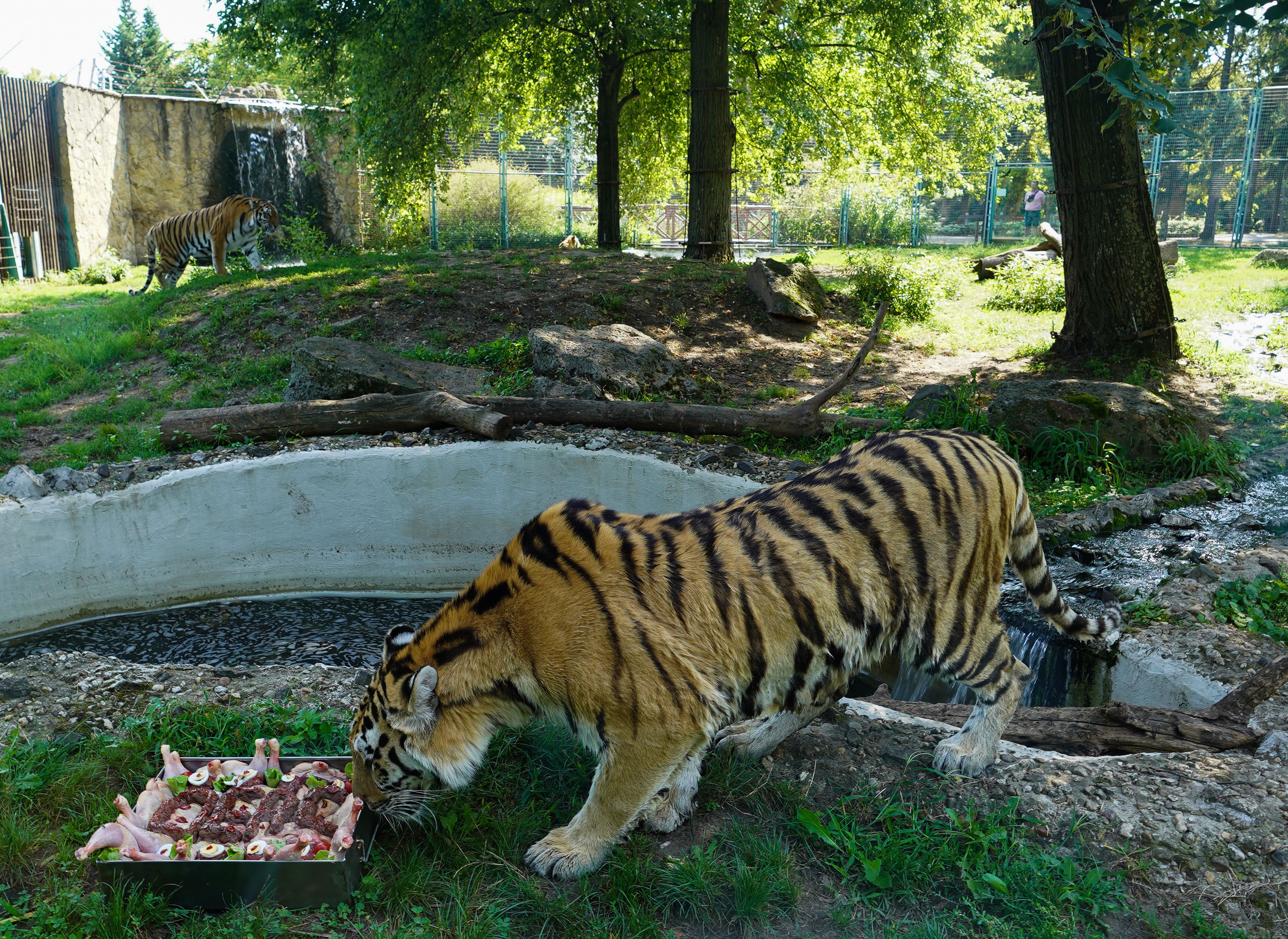 Jéghokisok fogadták örökbe a Debreceni Állatkert tigriseit!