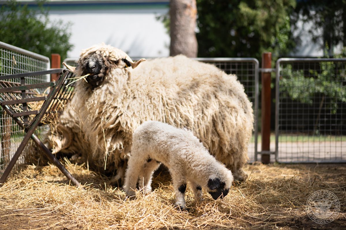 Bohókás bárány született a Debreceni Állatkertben, most elnevezheti!