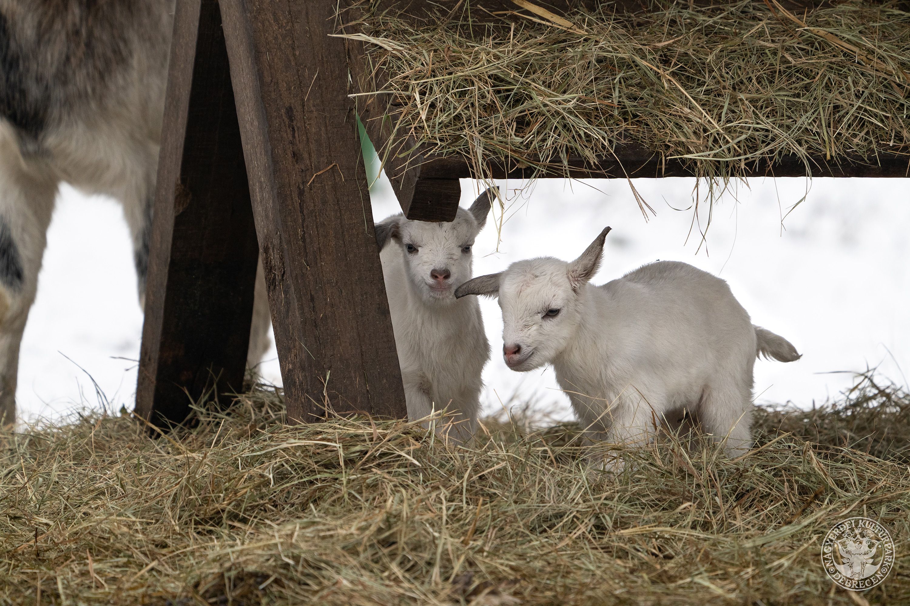 Hófehér kecskegida-ikrek születtek a Debreceni Állatkertben!