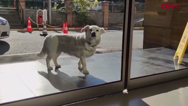 Boncuk, a hűséges kutya( Forrás: YouTube)