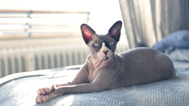 Tetovált macska - Getty Images (illusztráció)