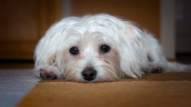 Véletlenül-rossz-kutyát-vitt-haza-a-kutyakozmetikustól Véletlenül rossz kutyát vitt haza a kutyakozmetikustól | Online Rádió - Egy Lépéssel Közelebb Hozzád! _ LépésRádió