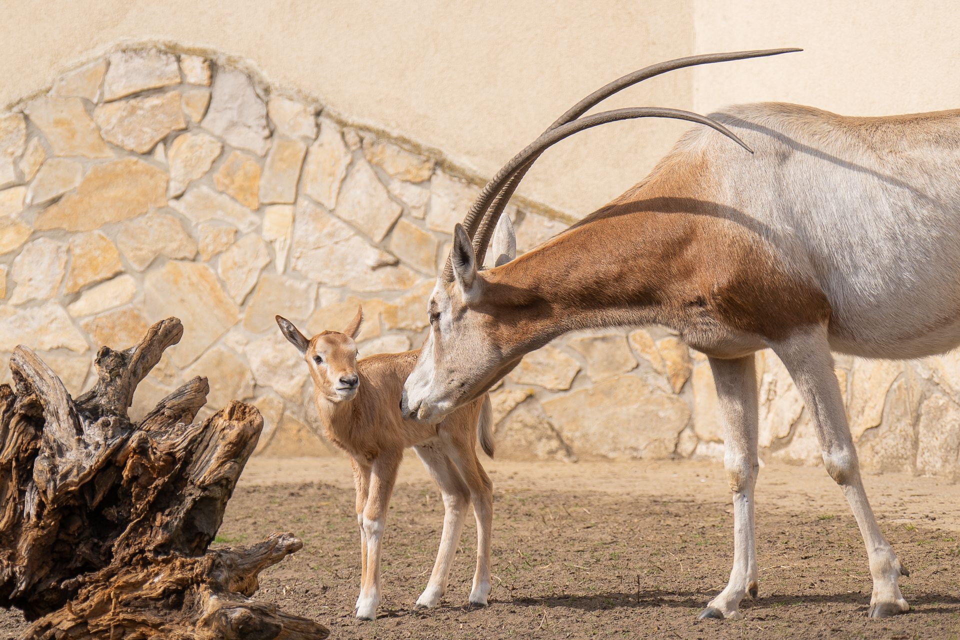Először-született-kardzarvú-antilop-a-Debreceni-Állatkertben-most-elnevezheti! Online Rádió - Egy Lépéssel Közelebb Hozzád! _ LépésRádió