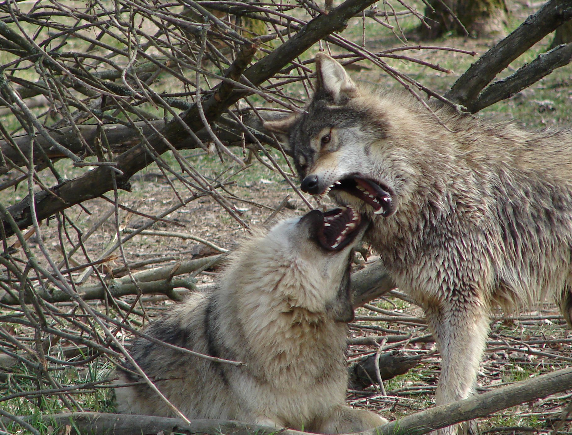 Farkasok-érkeztek-a-Hortobágyi-Vadasparkba Online Rádió - Egy Lépéssel Közelebb Hozzád! _ LépésRádió