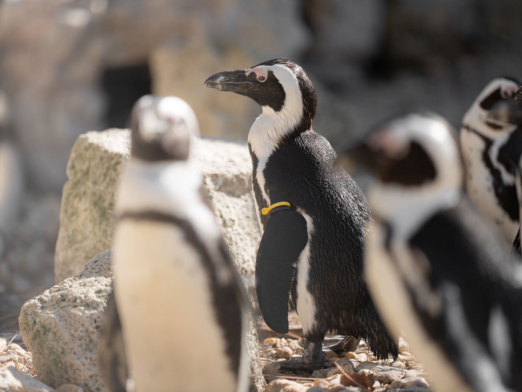 Géncsere-a-Debreceni-Állatkert-pápaszemes-pingvinjeinél,-bemutatkozik-Csendeske! Online Rádió - Egy Lépéssel Közelebb Hozzád! _ LépésRádió