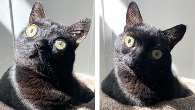 Polgármester-lesz-a-hatalmas-szemei-miatt-híressé-vált-macska Polgármester lesz a hatalmas szemei miatt híressé vált macska | Online Rádió - Egy Lépéssel Közelebb Hozzád! _ LépésRádió