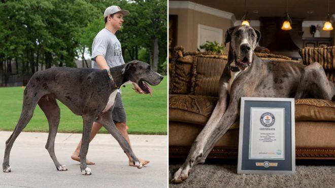 Egy-német-dog-a-világ-legmagasabb-kutyája Egy német dog a világ legmagasabb kutyája | Online Rádió - Egy Lépéssel Közelebb Hozzád! _ LépésRádió