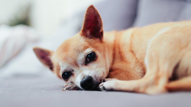 Egy-Csivava-fekszik-a-kanapén Nem engedték be a segítő kutyát, 2 millió forintnyi kártérítés fizet a pub | Online Rádió - Egy Lépéssel Közelebb Hozzád! _ LépésRádió