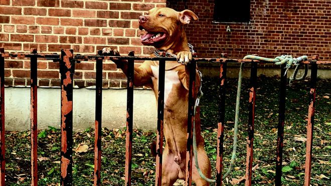 Pittbull-660x371 Átugrotta a kerítést a pitbull és vadul berontott a szomszéd házba… ölelésekért | Online Rádió - Egy Lépéssel Közelebb Hozzád! _ LépésRádió