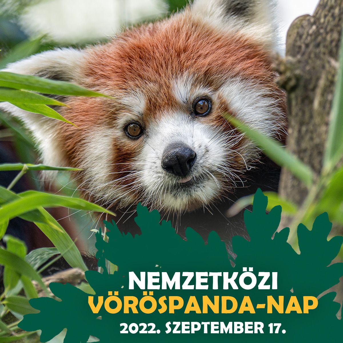 Szombaton-a-vörös-pandákat-ünnepli-a-Zoo-Debrecen! Szombaton a vörös pandákat ünnepli a Zoo Debrecen! | Online Rádió - Egy Lépéssel Közelebb Hozzád! _ LépésRádió