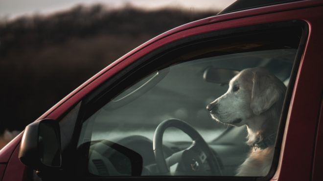 kutya-a-volán-mögött-Képünk-illusztráció-fotó-Unsplash-660x371 Hagyta a kutyáját autót vezetni, elkapta a rendőrség | Online Rádió - Egy Lépéssel Közelebb Hozzád! _ LépésRádió