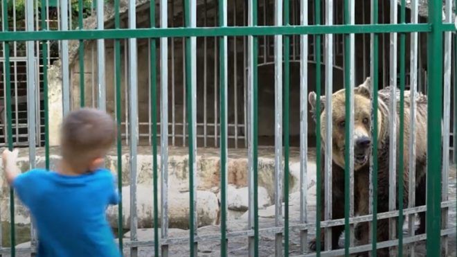 Mark-a-medve 20 év után kiszabadították Markot, az albán éttermi medvét – videó | Online Rádió - Egy Lépéssel Közelebb Hozzád! _ LépésRádió