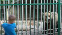 20 év után kiszabadították Markot, az albán éttermi medvét – videó