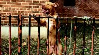 Átugrotta a kerítést a pitbull és vadul berontott a szomszéd házba… ölelésekért