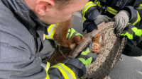 Csatornafedélbe szorult mókust mentettek a dortmundi tűzoltók