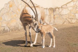Először született kardszarvú antilop a Debreceni Állatkertben, most elnevezheti!