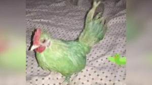 Zöldre festett baromfit próbált papagájként eladni egy pakisztáni csaló
