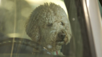 Kutyájával helyet cserélve akarta megúszni a letartóztatást egy ittas sofőr