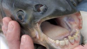 Bizarr: emberi fogazatú halat fogtak ki Floridában