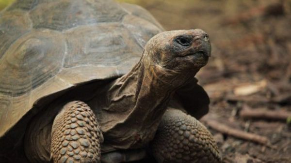 30 évre eltűnt a teknősük, saját padlásukon bukkantak rá