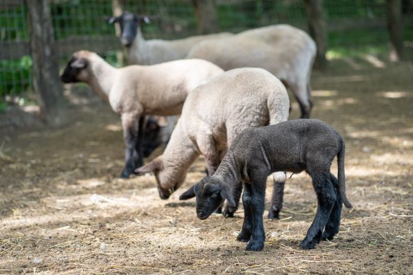 Újabb cigája bárány született a Debreceni Állatkertben!