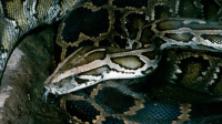 Másfél méteres aligátort találtak egy óriáskígyóban, Floridában